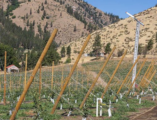 Washington pear growers have Happi hopes