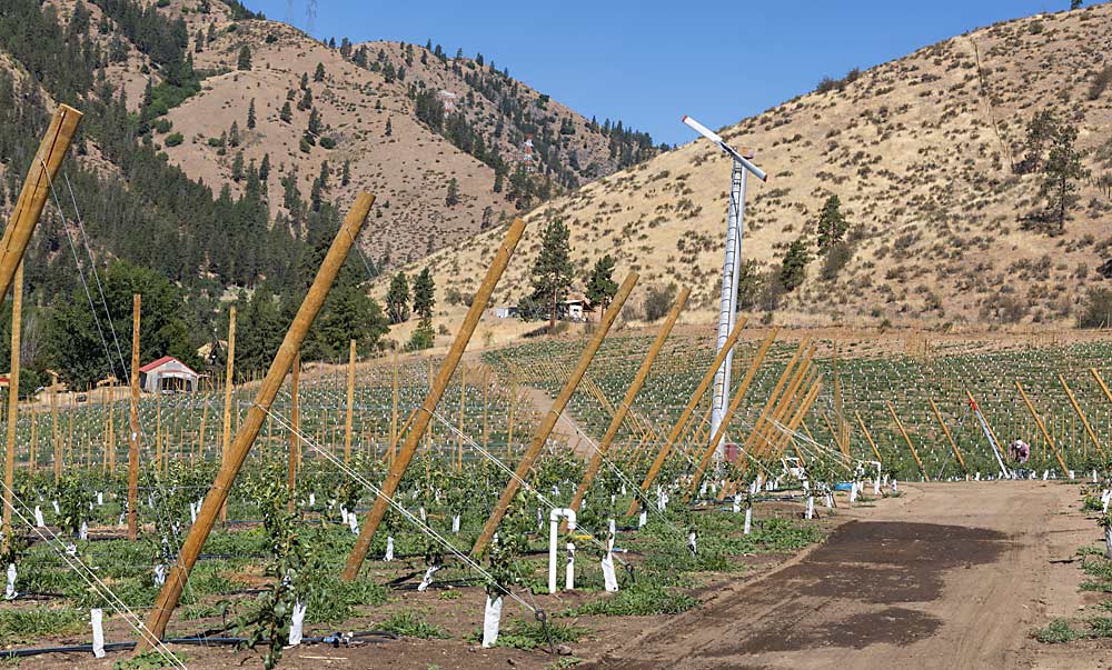 Acres and acres of new pear plantings, seen in July in the Entiat River Valley in North Central Washington, represent a big bet on the industry’s future for the grower, Mike Taylor, who hopes it will become a playbook for an industry in need of renewal. (Kate Prengaman/Good Fruit Grower)