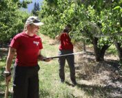 Molly Sayles, a doctoral student in entomology at Washington State University, demonstrates using a beat tray to sample for pear psylla and its natural enemies during a field day at a Peshastin-area orchard on July 24. (Kate Prengaman/Good Fruit Grower)