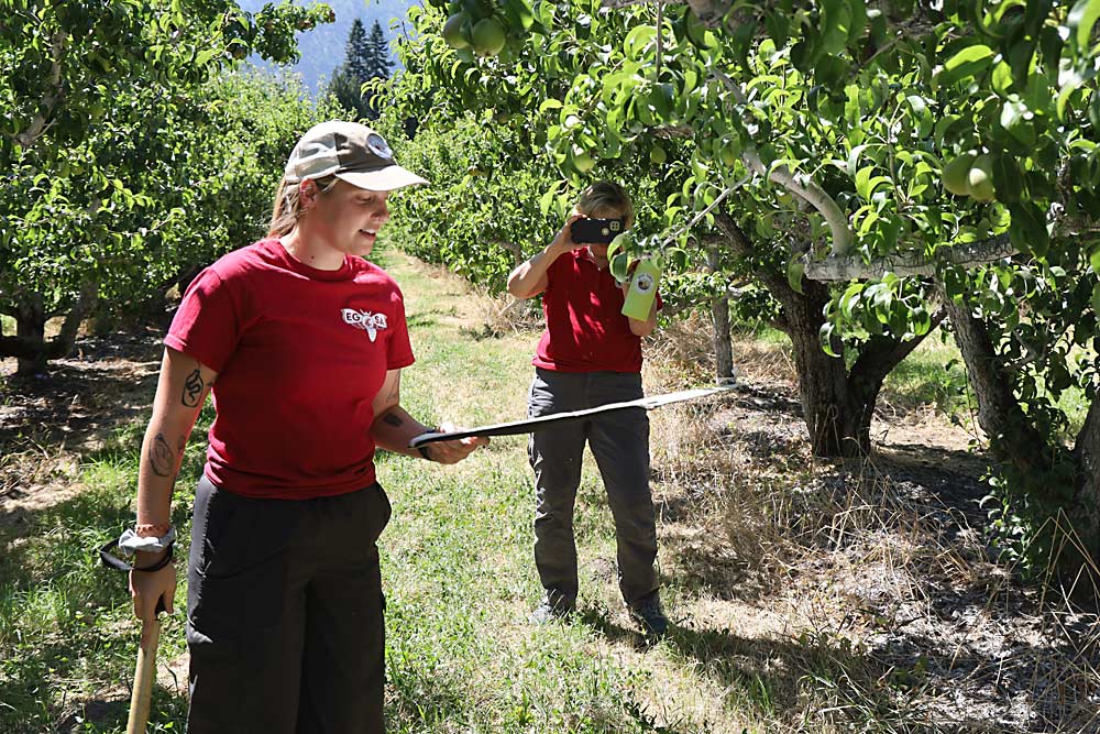 Molly Sayles, a doctoral student in entomology at Washington State University, demonstrates using a beat tray to sample for pear psylla and its natural enemies during a field day at a Peshastin-area orchard on July 24. (Kate Prengaman/Good Fruit Grower)