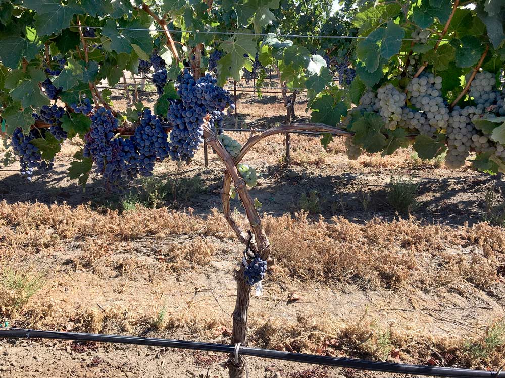  A common mistake during field grafting is mixing up scion budwood from different cultivars. This Riesling vine was grafted with scion budwood from a red grape (Cabernet Sauvignon) and a white grape cultivar (Chardonnay). In addition to varietal purity, the quality (freedom from viruses) of scion budwood is important for the success of field grafting. <b>(Courtesy Naidu Rayapati)</b>