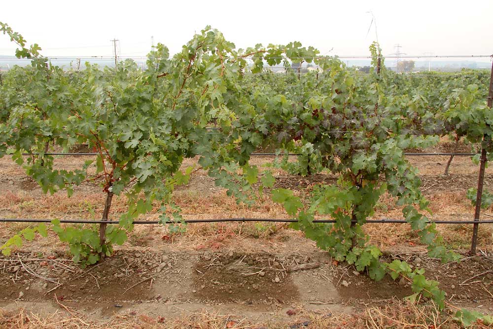 Figure 1: Field-grafted vines showing leafroll-like symptoms in a red grape cultivar. These Riesling vines were field grafted with scion budwood from Cabernet Sauvignon. The grafted vine on right shows leafroll-like symptoms and tested positive for leafroll (GLRaV-3). The non-symptomatic vine on left is negative for the virus. <b>(Courtesy Naidu Rayapati)</b>