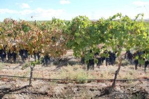 Figure 2: Field-grafted vines showing leafroll-like symptoms in a red grape cultivar. These Riesling vines were field grafted with scion budwood from Syrah. The grafted vine on left shows severe symptoms and tested positive for grapevine red blotch-associated virus (GRBaV). The nonsymptomatic vine on right is negative for the virus. (Courtesy Naidu Rayapati)