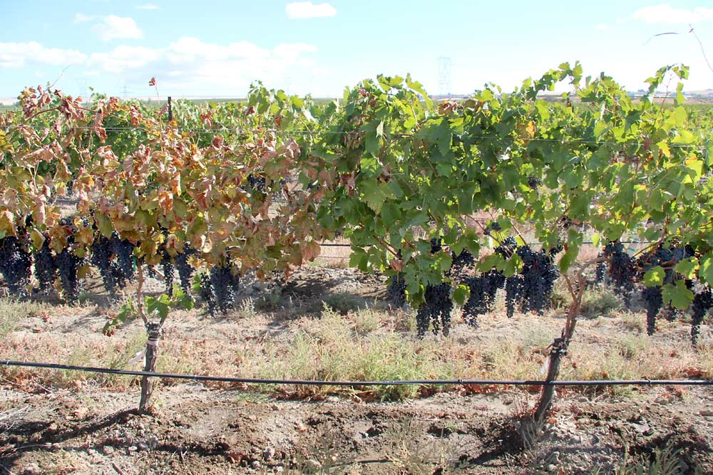 Figure 2: Field-grafted vines showing leafroll-like symptoms in a red grape cultivar. These Riesling vines were field grafted with scion budwood from Syrah. The grafted vine on left shows severe symptoms and tested positive for grapevine red blotch-associated virus (GRBaV). The nonsymptomatic vine on right is negative for the virus. <b>(Courtesy Naidu Rayapati)</b>