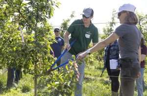 Washington State University Extension’s Tianna DuPont, right, coaches Chad Blackburn on where to make the cut on a fire blight-infected shoot during a fire blight field day hosted by WSU at its Columbia Reach research farm in 2024. The pathology research block had plenty of shoot blight for attendees to practice on, as DuPont shared the importance of cutting promptly and aggressively to limit spread. (Kate Prengaman/Good Fruit Grower)