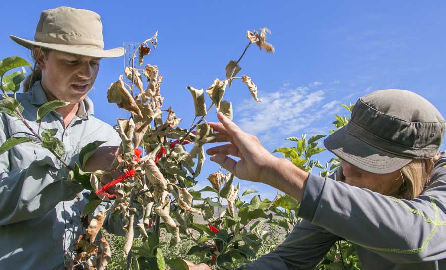 Jamie Coggins, a graduate student, and Bonnie Schonberg, a research technician, measure the effects of fire blight on apple trees during a trial at Washington State University’s Columbia View research orchard near Orondo, Washington, in June. <b>(Ross Courtney/Good Fruit Grower)</b>