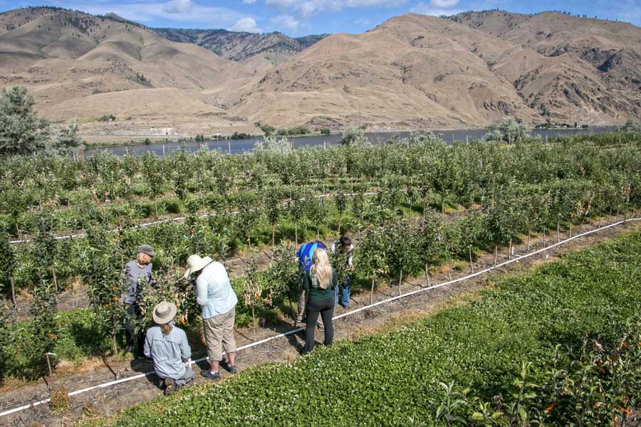 Technicians and students analyze apple varieties for resistance to fire blight at the Columbia View orchard in Wenatchee. <b>(Ross Courtney/Good Fruit Grower)</b>