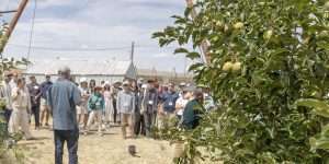 Growers hear about fire blight in a fifth-leaf Cripps Pink block in Benton City, Washington