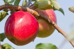 University of Minnesota apple variety MN #1955 is trademarked nationally as Rave and sold by Minnesota growers as First Kiss. (Courtesy David Hansen, University of Minnesota)