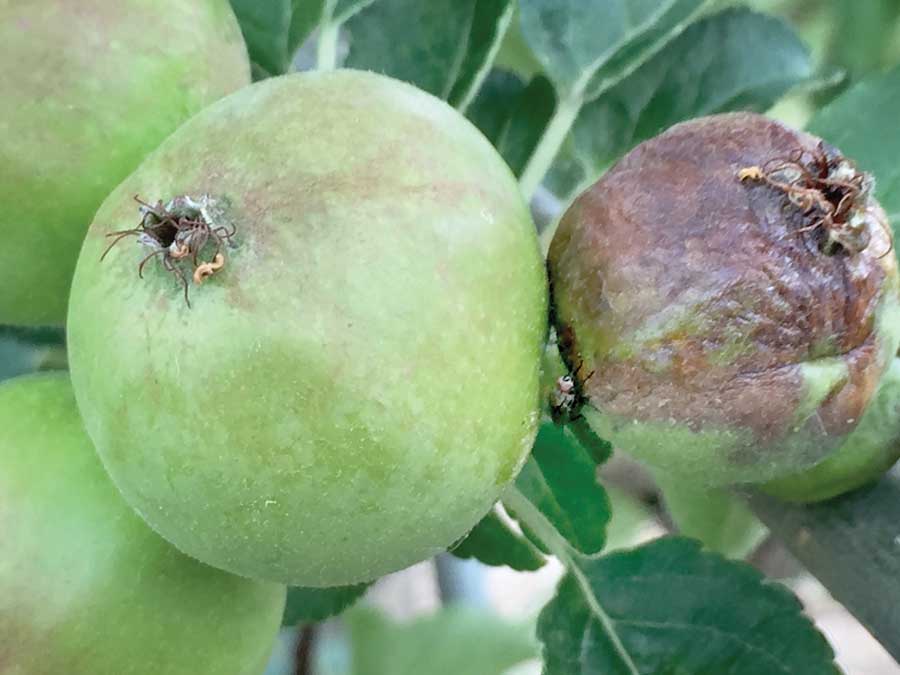 The fly sitting on the apple on the right (seen between the two apples) may be there for the sugar produced by the fire blight bacteria. Based on his observations of flies on cankered fruit, Boucher wonders if they’re a vector for the disease.<b>(Courtesy Heather Grab/Cornell University)</b>