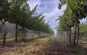 Over-the-vine fogging to mitigate heat stress in wine grape vineyard