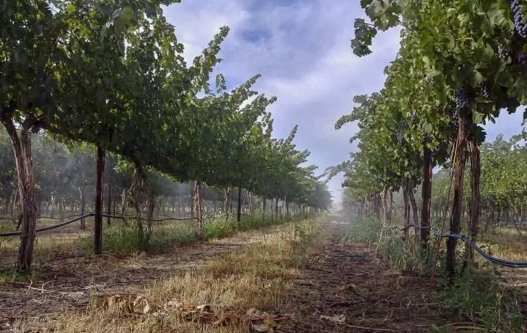 Over-the-vine fogging to mitigate heat stress in wine grape vineyard