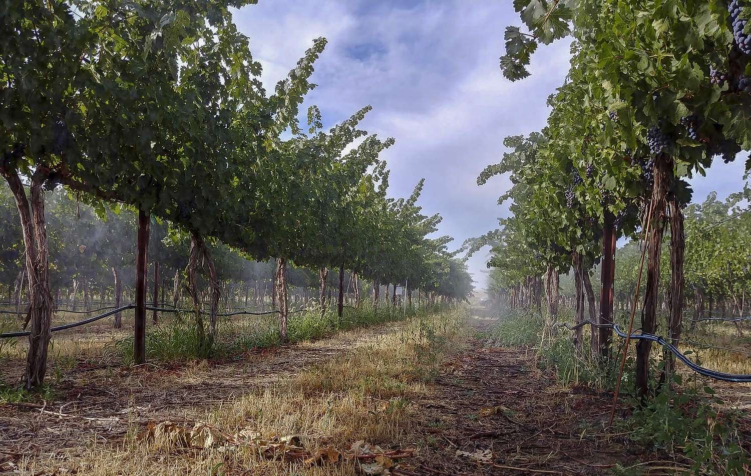 Over-the-vine fogging to mitigate heat stress in wine grape vineyard