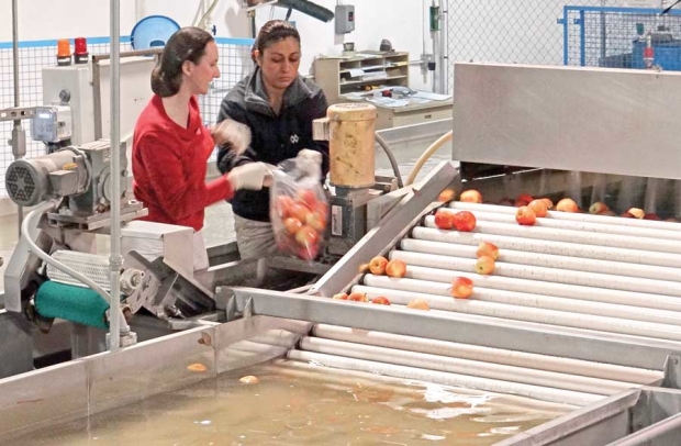 Researchers collect apples for analysis after treatment in a split dump tank system. <b>(Courtesy Ines Hanrahan)</b>