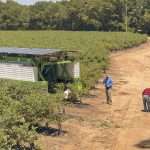 A solar-powered FineField mechanical blueberry harvester operating in Georgia