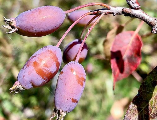 Crab apples may hold keys for fire blight resistance