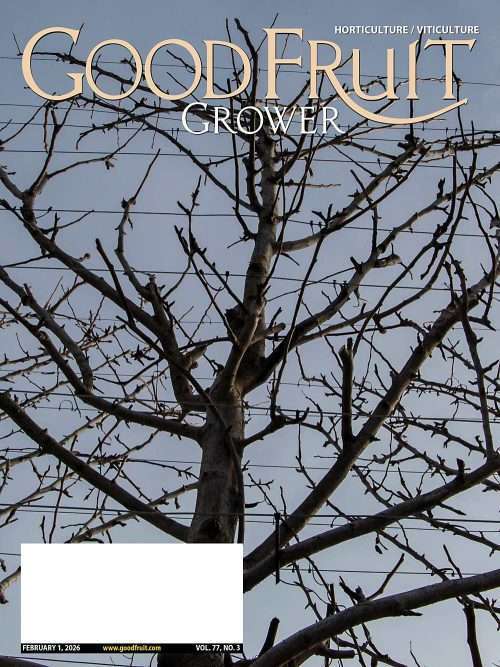 Good Fruit Grower Feb. 1, 2026, cover photo. The branches of an Anjou pear tree splay into a “turkey tail” training system in 2023 at Mount Adams Fruit near White Salmon, Washington. (Photo by Ross Courtney/Good Fruit Grower)