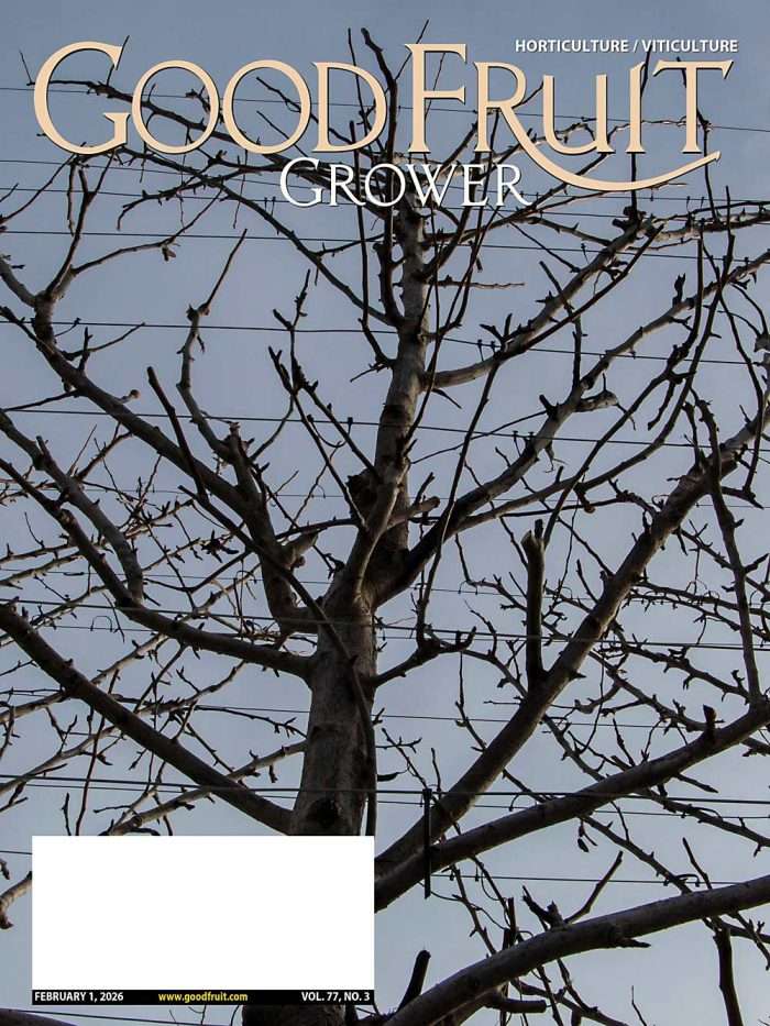 Good Fruit Grower Feb. 1, 2026, cover photo. The branches of an Anjou pear tree splay into a “turkey tail” training system in 2023 at Mount Adams Fruit near White Salmon, Washington. (Photo by Ross Courtney/Good Fruit Grower)