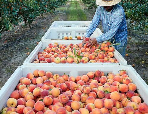 Georgia peach growers back in bigness