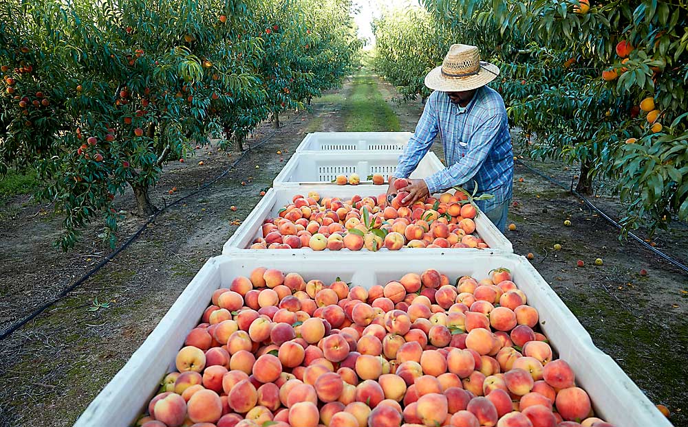 After sending their workers home early last year, following a massive crop loss, Southeast peach growers brought them back in 2024 to manage robust trees and harvest a big crop. (Courtesy Gregory Miller/Georgia Peach Council)