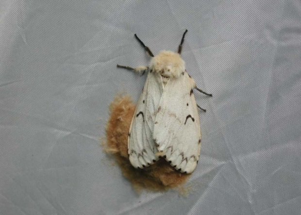 Female gypsy moth. 