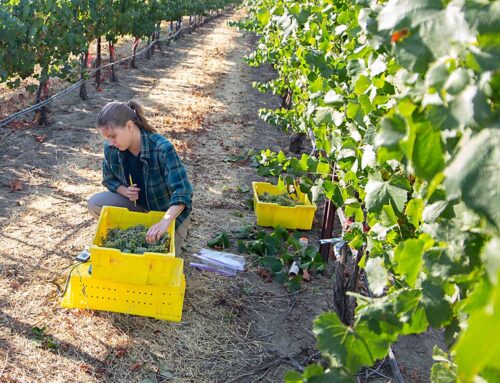 Hansen: Winterizing wine grapes