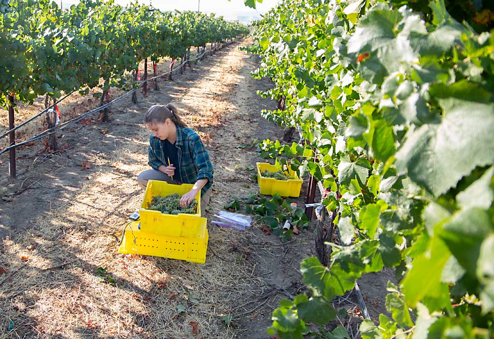 Research assistant Zilia Khaliullina weighs Chardonnay grape clusters in mid-September as part of a project related to irrigation strategies to help winterize grapevines at Washington State University’s Roza research vineyard near the Irrigated Agriculture Research and Extension Center in Prosser. (Ross Courtney/Good Fruit Grower)