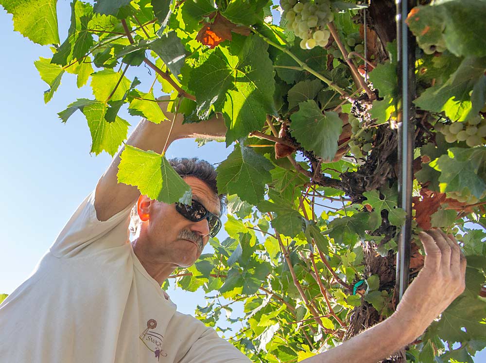 Viticulture researcher Markus Keller pitches in for the harvest work of the research block. (Ross Courtney/Good Fruit Grower)