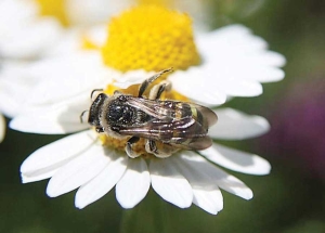 An example of an alkali bee of the Halictidae family. Bee species in the Halictidae family were the most prevalent of all bee species caught in a Washington State University bee survey last year, though few were found in vineyards. <b>(Courtesy Doug Walsh)</b>