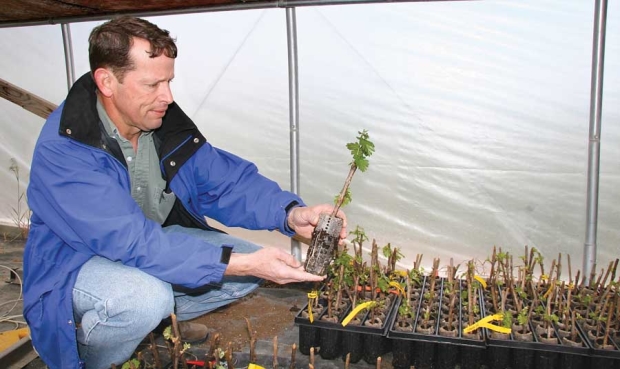 Jeff Sample sells certified grape plant material from Terroir Nouveaux Nurseries in Sunnyside, Washington. <b>(Melissa Hansen/Good Fruit Grower)</b>