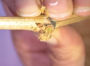 Caroline Williams from Chateau Ste Michelle shows her cuttings during the bud assessment session. If any of the buds are brown — and not green — they were probably damaged by a cold snap. (TJ Mullinax/Good Fruit Grower)