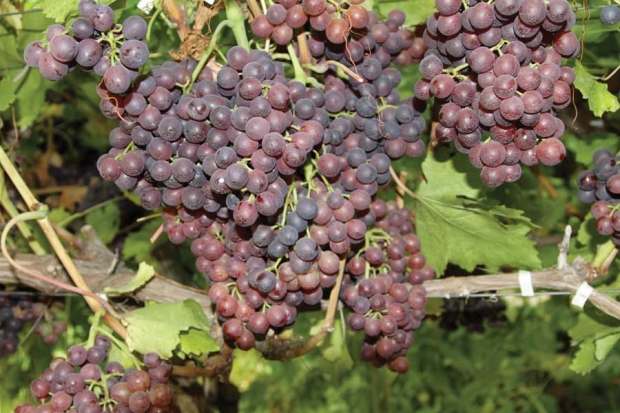 Alborz is the main commercial table grape variety in the U.S. Intermountain west region. <b>(Courtesy Essie Fallahi, University of Idaho)</b>