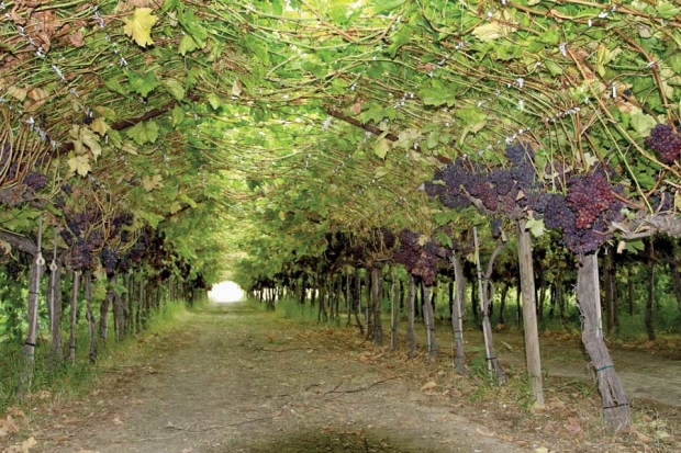 The quadrilateral training system has been a successful canopy style for Alborz grapes in Idaho. <b>(Courtesy Essie Fallahi, University of Idaho)</b>