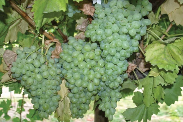 The Emerald table grape variety is a large, yellow-green, mid-season grape. <b>(Courtesy Essie Fallahi, University of Idaho)</b>