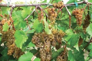 Itasca grape clusters weigh from 95 to 145 grams, can be winged or shouldered and show a golden hue at harvest. (Courtesy John Thull)