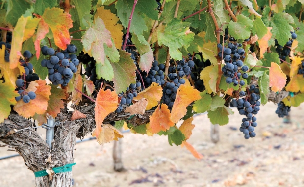 Malbec grapes, known for their dark, inky color and robust tannins, need lots of sun and heat to ripen. The variety is one of the six grapes allowed in the blend of Bordeaux wine. <b>(Melissa Hansen/Good Fruit Grower)</b>