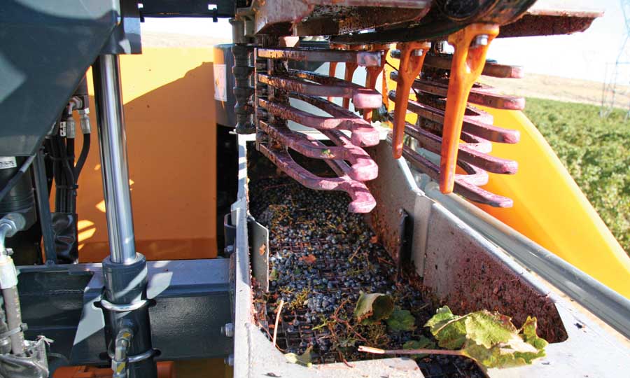 The finger-like rods, located at the top of the harvester, break up small clusters and help release berries from stems.<b>(Melissa Hansen/Good Fruit Grower)</b>