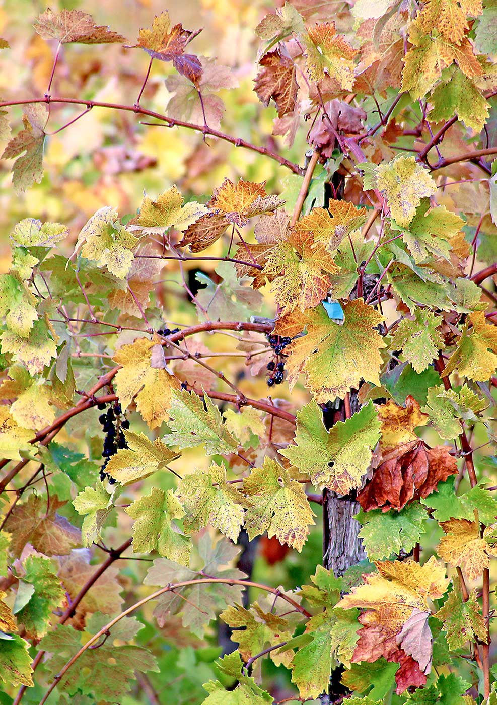 Grapevine red blotch virus, as seen here in a Zinfandel orchard in Northern California, reduces fruit quality by disrupting photosynthesis, according to a recent study by University of California, Davis, scientists. The fruit acquire less sugar and don’t produce enough of the desired anthocyanins, said viticulture extension specialist Kaan Kurtural. (Photo courtesy Event Kilmartin, the University of California)