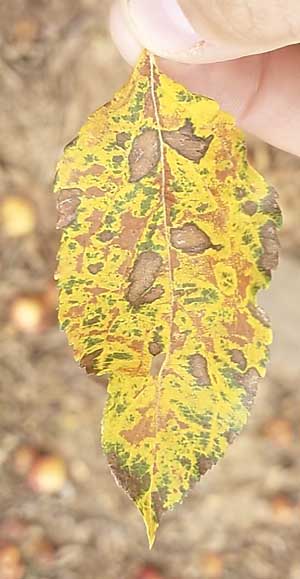 The other main type of bitter rot in the Eastern United States also goes by the names Glomerella leaf spot and fruit rot. It is more common in the Mid-Atlantic and Southeastern states, although it has recently begun showing up in the Northeast and Midwest. A characteristic of Glomerella is yellowing of the leaves, a symptom that only rarely occurs in the northern form of bitter rot. (Courtesy Sara Villani/NCSU)