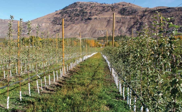 A first-leaf planting of SugarBee apples is on the left and Gala on the right. Sam Godwin planted the SugarBees 18 inches apart with 10 feet between rows, hoping for mature yields of at least 80 bins per acre. <b>(Geraldine Warner/Good Fruit Grower)</b>