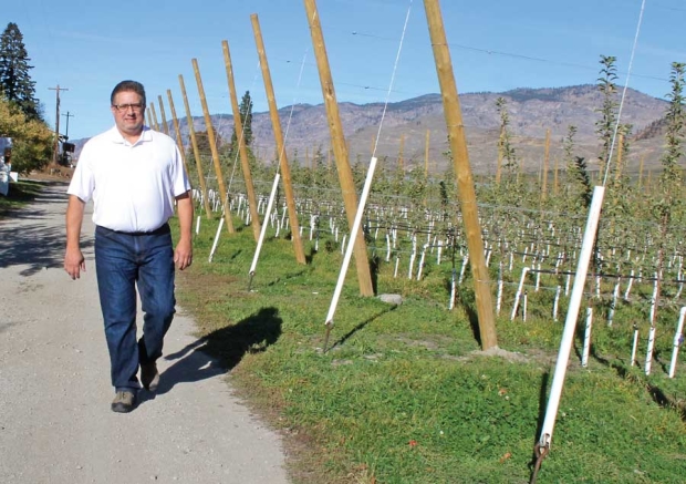 Sam Godwin walks along what used to be the stage coach road through the Okanogan Valley before the current highway was built. It runs through the middle of his orchard at Ellisforde. (Geraldine Warner/Good Fruit Grower)