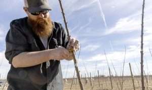 Grower Brandon Goldy demonstrates the scoring technique used to promote branching on young, high-density cherries in an orchard in Quincy, Washington, in March 2025.