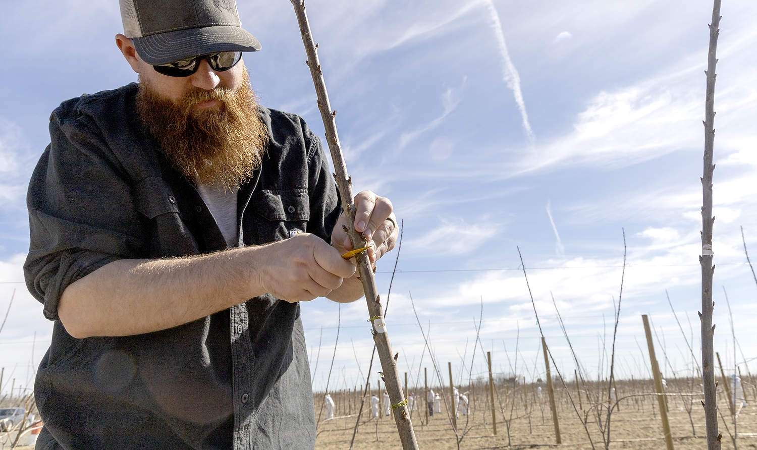 Grower Brandon Goldy demonstrates the scoring technique used to promote branching on young, high-density cherries in an orchard in Quincy, Washington, in March 2025.