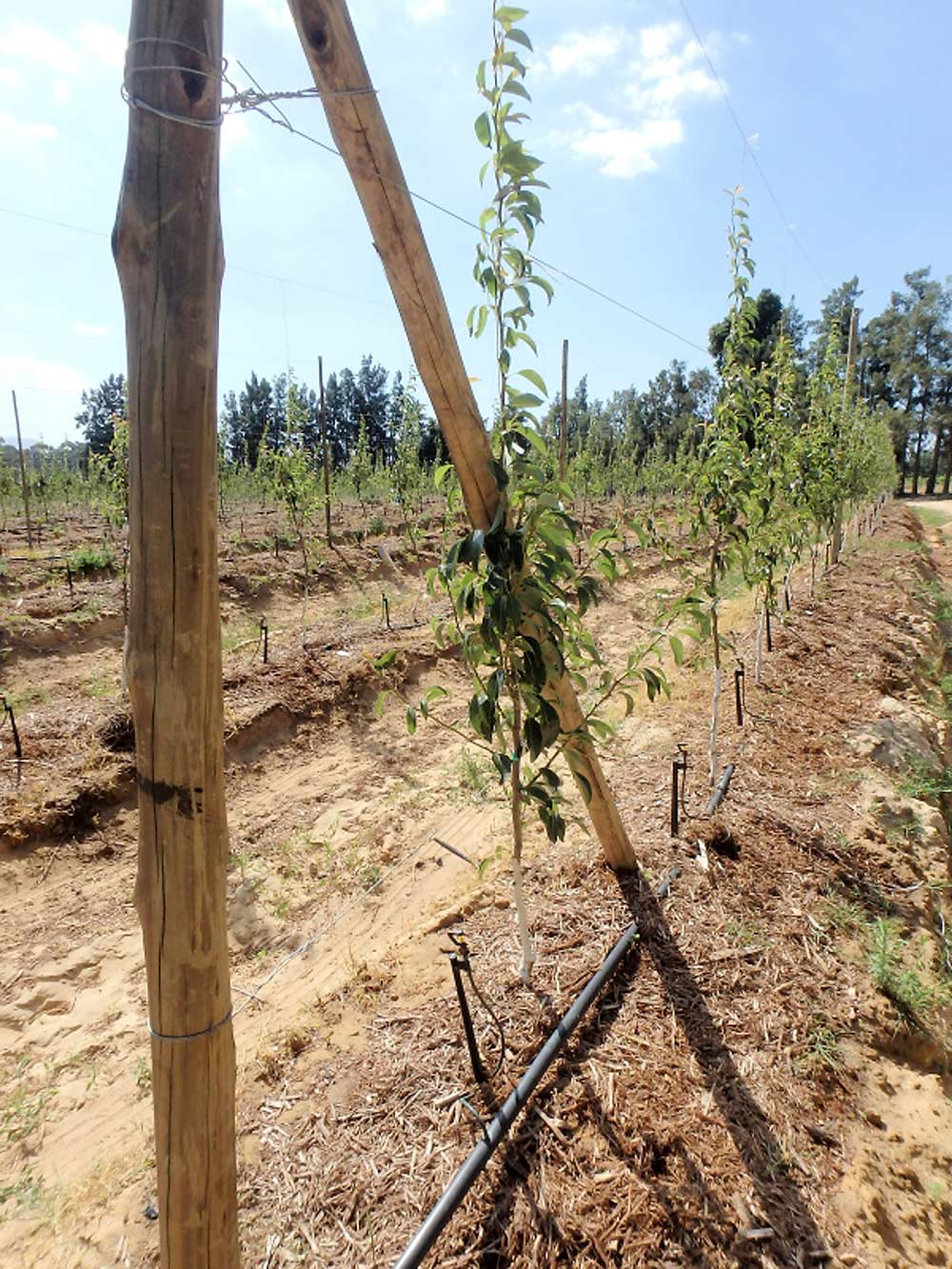 Trees in this newly planted orchard showed incredible performance, at 6 to 8 feet tall, with side branches. Spring-dug trees are quickly planted in hand-dug holes, with trellis and irrigation systems already in place. Growers employ frequent, yet light, irrigation and aggressive fertigation along with growth regulators to promote and maintain growth. <b>(Courtesy Bob Gix)</b>