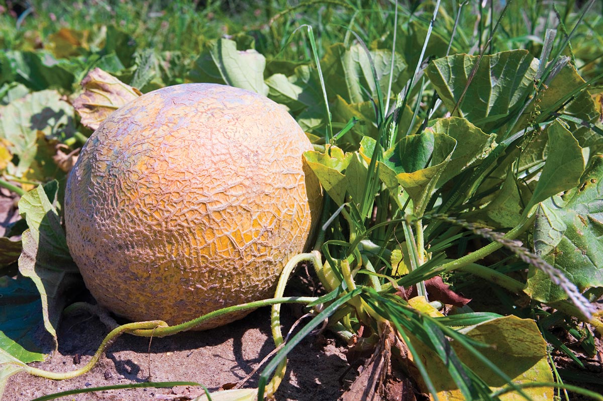 cantaloupe on the vine