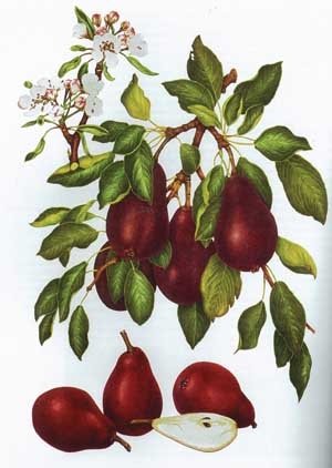 Starkrimson is a strain of Clapp’s Favorite, which was raised by Thaddeus Clapp in Dorcester, Massachussets, in 1860. Starkrimson was discovered in 1939 in South Haven, Michigan, by Adrian Kalle and introduced by Stark Bros. nursery in 1956. Starkrimson was tested in the United Kingdom but didn’t catch on because the fruit color was considered too unusual, according to Joan Morgan’s The Book of Pears. (Courtesy Painting by Elisabeth Dowle)