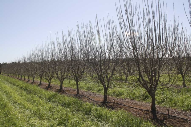 These 4-year-old Granny Smith trees on Malling-Merton 106 have been pruned every winter. Each time the leaders were headed to a weak lateral, except last winter (2016). The massive number of shoots that had to be removed does not make horticultural sense. Fortunately, the grower changed his method of pruning and can now better deal with the trees’ strong apical dominance, especially if the switch is made to summer pruning. <b>Photo courtesy Bas van den Ende