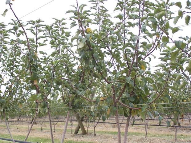 These 3-year-old Modi/M9 trees on Tatura Trellis were left to grow at will. A few summer prunings would have ensured the development of two dominant leaders dressed with fruiting units. Instead, most of the new lateral shoots were removed, because they were too strong and competed with the leaders. As a consequence, the “snaking” of the leaders is not going to promote calm growth. <b>Photo courtesy Bas van den Ende
