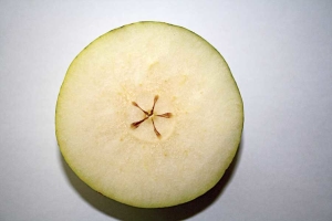 Figure 1: Cross-pollination often leads to fertilization but Bartlett pears have no seed, because development of seeds has prematurely stopped, leaving small seed-like structures (integuments). (Courtesy Bas van den Ende)