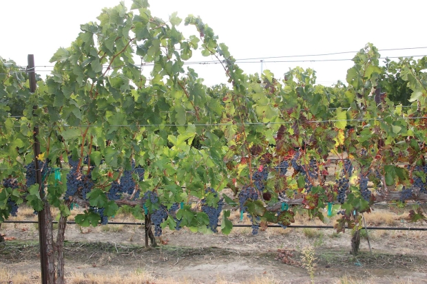 The Merlot vines on the right, with red leaves, are infected with grape leafroll disease. Notice the smaller clusters in the infected vine compared to a healthy vine on the left. (Courtesy Washington State University)